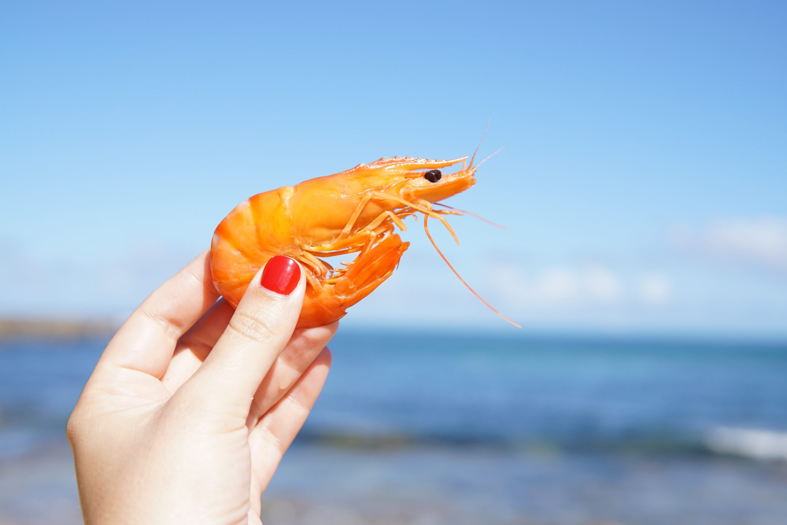 You are currently viewing ‘If it’s Aussie, it’s good’: Australia’s seafood industry welcomes Sustainable Seafood Week