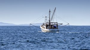 ‘Unprecedented internationally’: Australian seafood given sustainability tick for seventh consecutive year